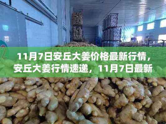 11月7日安丘大姜价格最新动态,行情速递与市场分析