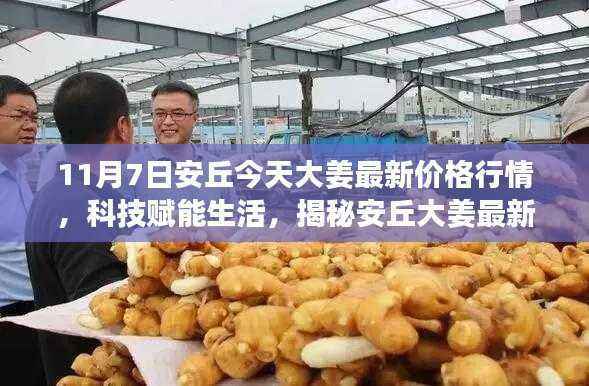 揭秘安丘大姜最新智能行情系统，科技赋能下的最新价格行情分析（11月7日）