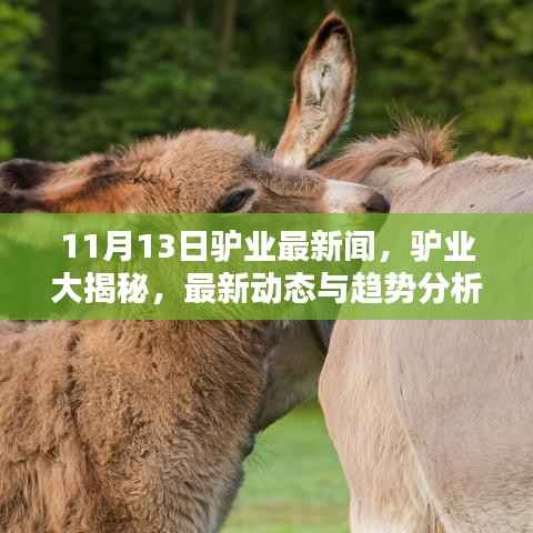 驴业前沿资讯大揭秘,11月13日最新动态与趋势分析