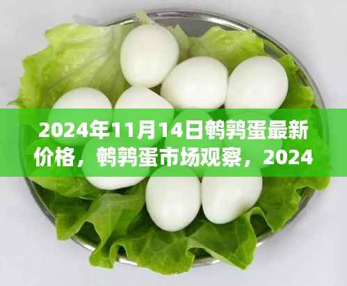 鹌鹑蛋市场观察,最新价格动态及分析(2024年11月)