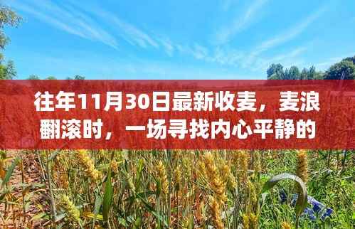 金色麦浪中的内心平静之旅,寻找往年收获日的秘密记忆