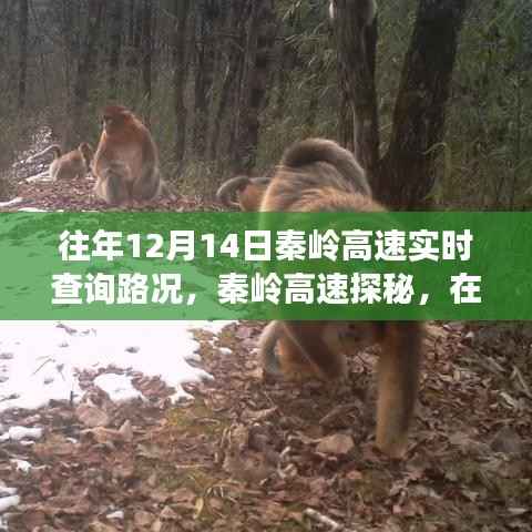 冬日暖阳下的秦岭高速路况实时查询与内心宁静探寻之旅