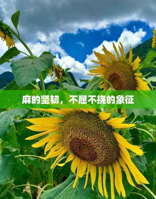 麻的坚韧,不屈不挠的象征