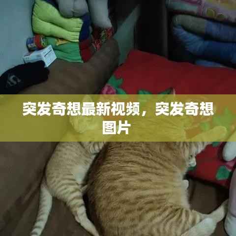 突发奇想最新视频,突发奇想图片