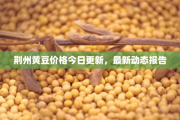 荆州黄豆价格今日更新,最新动态报告