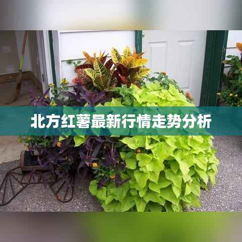 北方红薯最新行情走势分析