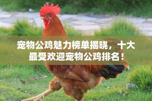 宠物公鸡魅力榜单揭晓,十大最受欢迎宠物公鸡排名!