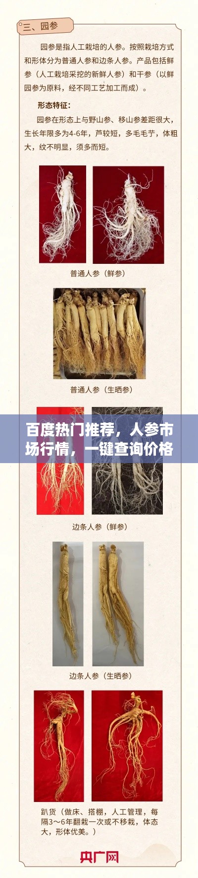 百度热门推荐,人参市场行情,一键查询价格了解!