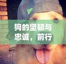 狗的坚韧与忠诚,前行中不可或缺的力量
