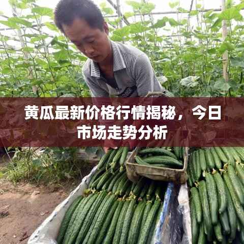 黄瓜最新价格行情揭秘,今日市场走势分析