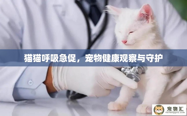 猫猫呼吸急促,宠物健康观察与守护