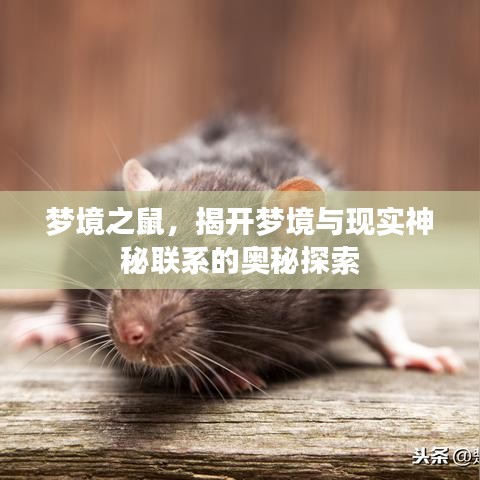 梦境之鼠,揭开梦境与现实神秘联系的奥秘探索